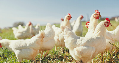 Buy stock photo Nature, chicken farm and field with countryside, free range agriculture and blue sky. Poultry farming, sustainability and livestock with group of birds, grass and animals for growth and production