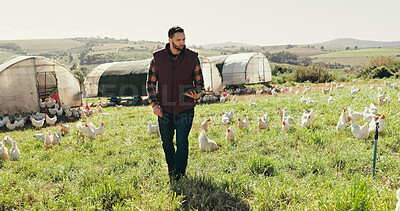 Buy stock photo Chicken, field and farmer with tablet for inspection, animal health and sustainable ecology. Agriculture, countryside and man on digital tech for livestock for business, poultry and quality control