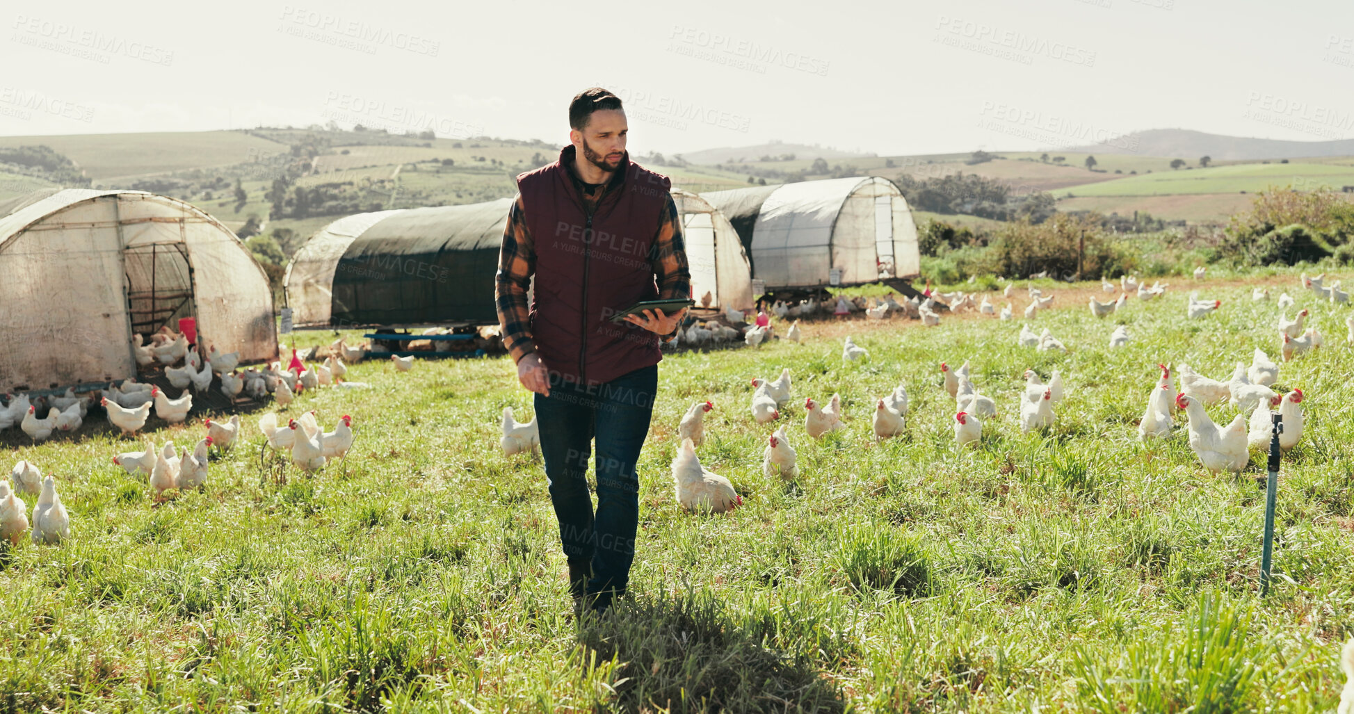 Buy stock photo Chicken, field and farmer with tablet for inspection, animal health and sustainable ecology. Agriculture, countryside and man on digital tech for livestock for business, poultry and quality control