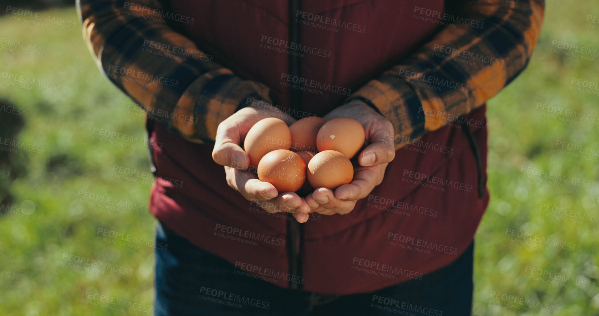Buy stock photo Person, hands and farmer with eggs for agro business, agriculture or chicken farm on grass field in nature. Closeup, fresh produce or animal stock for natural sustainability, protein or food poultry