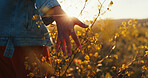 Sunset, hand and touch flowers outdoor on holiday, vacation and tourism at field for relax. Travel, fingers and woman with plants in garden, countryside and back on adventure for freedom closeup