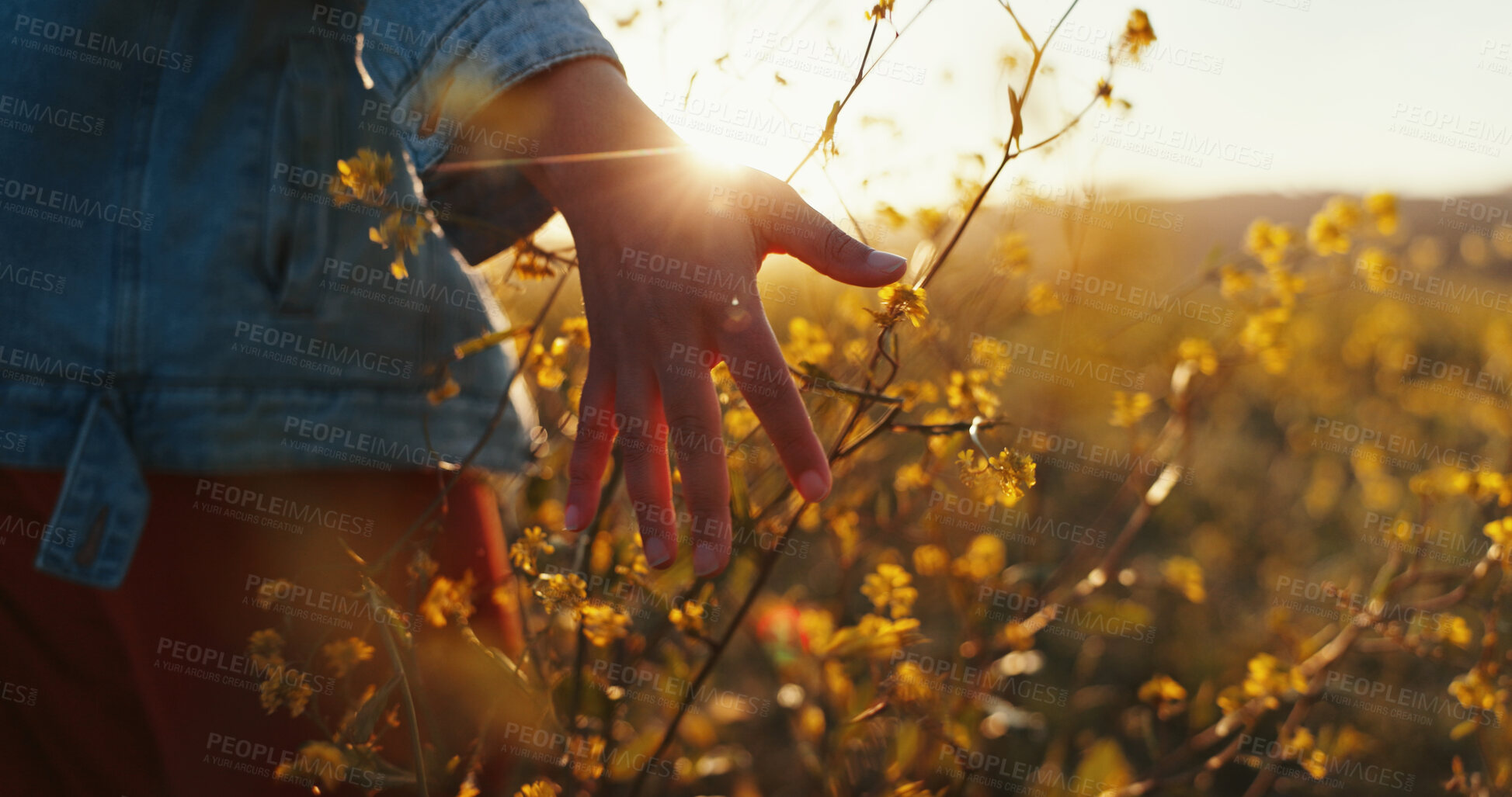 Buy stock photo Sunset, hand and touch flowers outdoor on holiday, vacation and tourism at field for relax. Travel, fingers and woman with plants in garden, countryside and back on adventure for freedom closeup