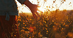 Sunset, hand and touch flowers at field on holiday, vacation and tourism outdoor for relax. Travel, fingers and woman with plants in garden, countryside and back on adventure for freedom in nature