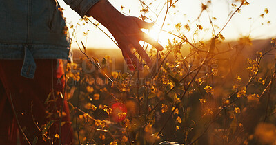 Buy stock photo Sunset, hand and touch flowers at field on holiday, vacation and tourism outdoor for relax. Travel, fingers and woman with plants in garden, countryside and back on adventure for freedom in nature