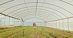 Greenhouse, plants and back of man on farm for agriculture, sustainability and growth. Environment, summer and eco friendly with person and field for crop inspection, quality control and health
