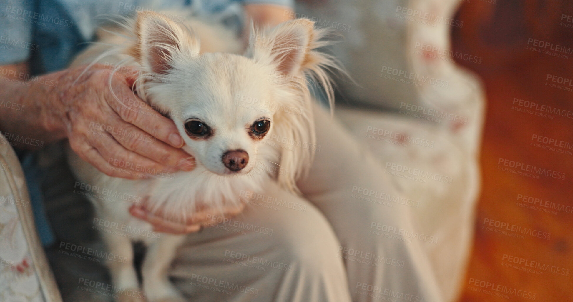 Buy stock photo Dog, elderly person hands and relax in home with love, comfort and companionship on sofa. Pensioner, pet and chihuahua in living room with stroke, peace and emotional support in retirement with care