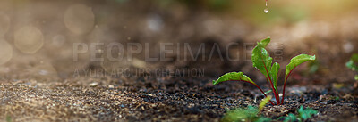 Buy stock photo Nature, soil and banner of plant for growth, sustainability and environmental gardening. Mockup space, agriculture and seedling, sprout and farming for earth day, ecosystem and ecology in ground