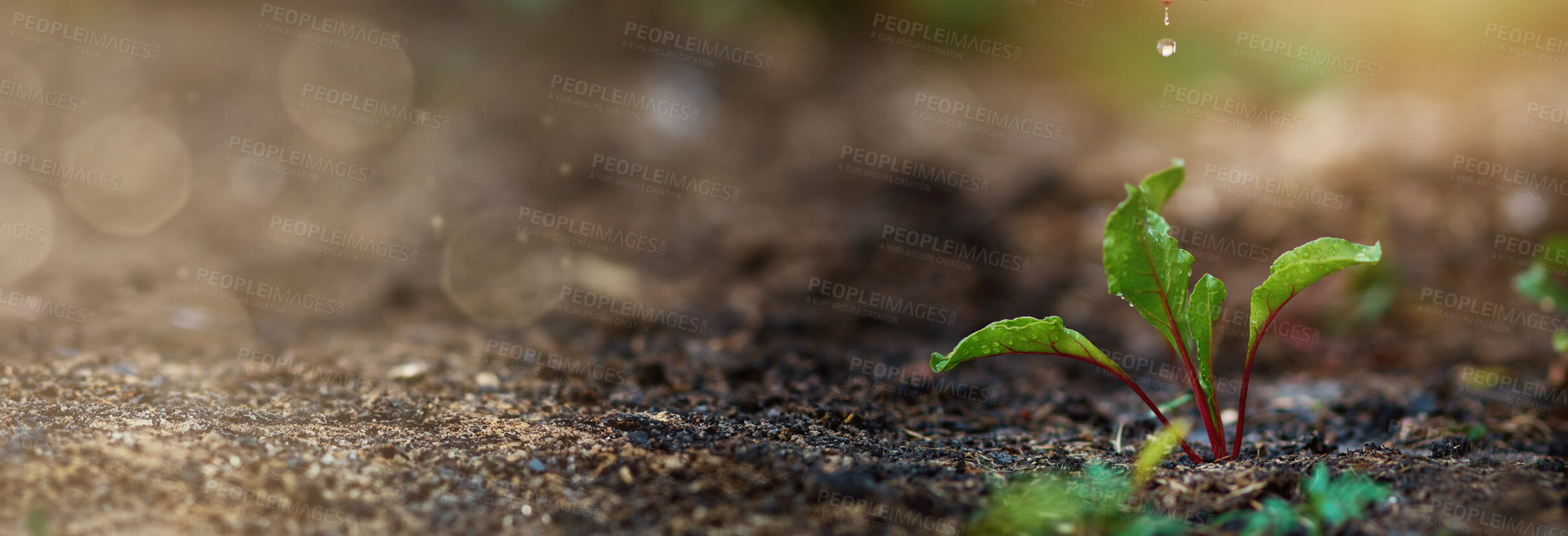 Buy stock photo Nature, soil and banner of plant for growth, sustainability and environmental gardening. Mockup space, agriculture and seedling, sprout and farming for earth day, ecosystem and ecology in ground