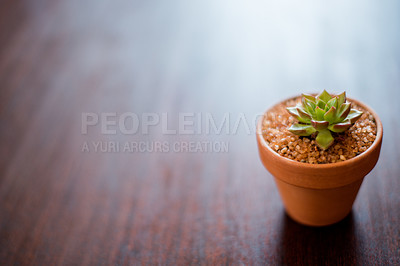 Buy stock photo Home, mockup space and pot plant on table for decoration, environment and sustainability. Nature, flowerpot and succulent in house for natural aesthetic, air quality and low maintenance growth