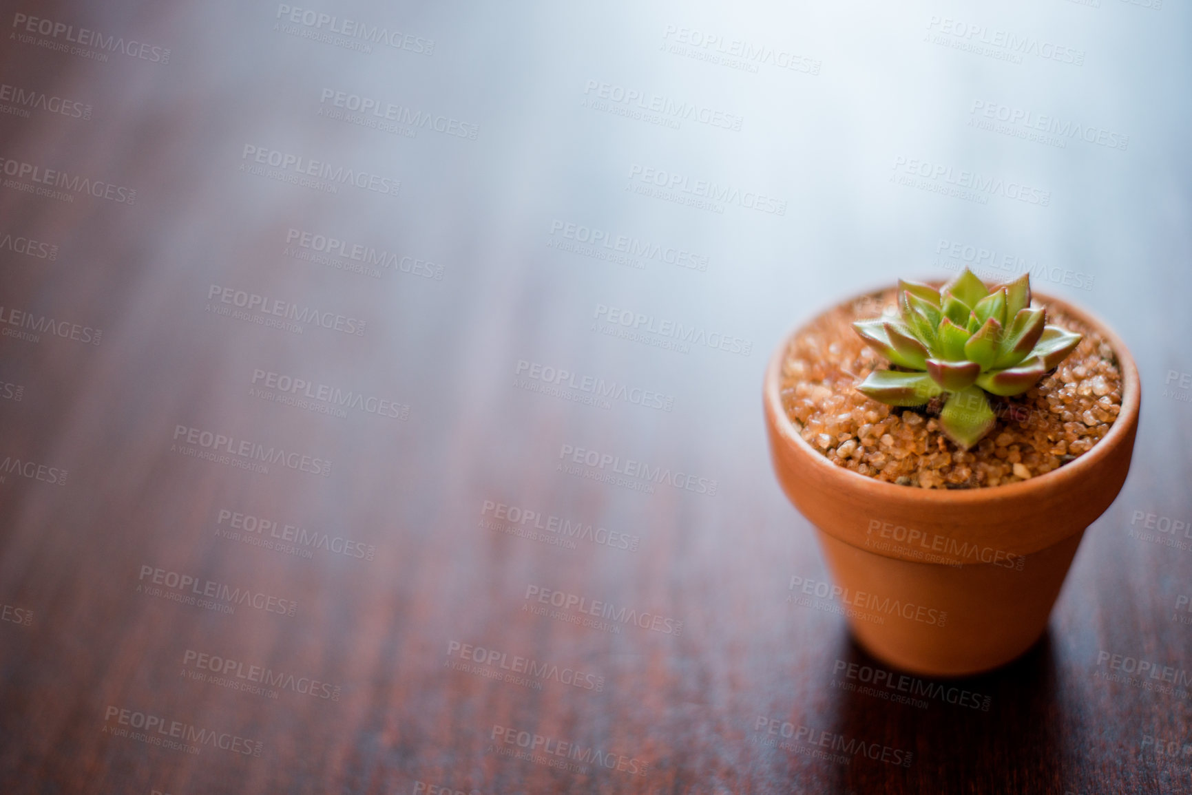 Buy stock photo Home, mockup space and pot plant on table for decoration, environment and sustainability. Nature, flowerpot and succulent in house for natural aesthetic, air quality and low maintenance growth