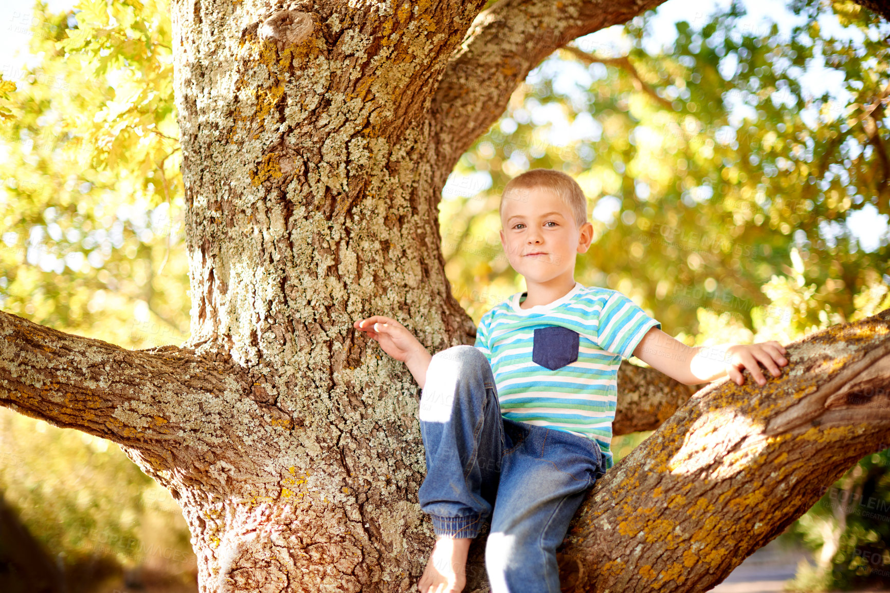 Buy stock photo Happy, climb and portrait of child in tree for playing, childhood and adventure outdoors. Nature, sunlight and young boy in branches for youth development with activity, fun and explore in park