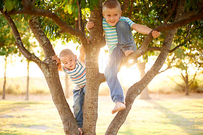 Buy stock photo Boy, brothers and climbing tree at park, playful and happy in summer sunshine with bonding in nature. Children, family and outdoor with games, adventure and smile with balance on holiday in Australia
