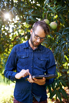 Buy stock photo Farming, tablet or man with mangoes or tree for growth, harvesting or organic produce. Agriculture, research or touchscreen in small business for fruits inspection, sustainability check and health