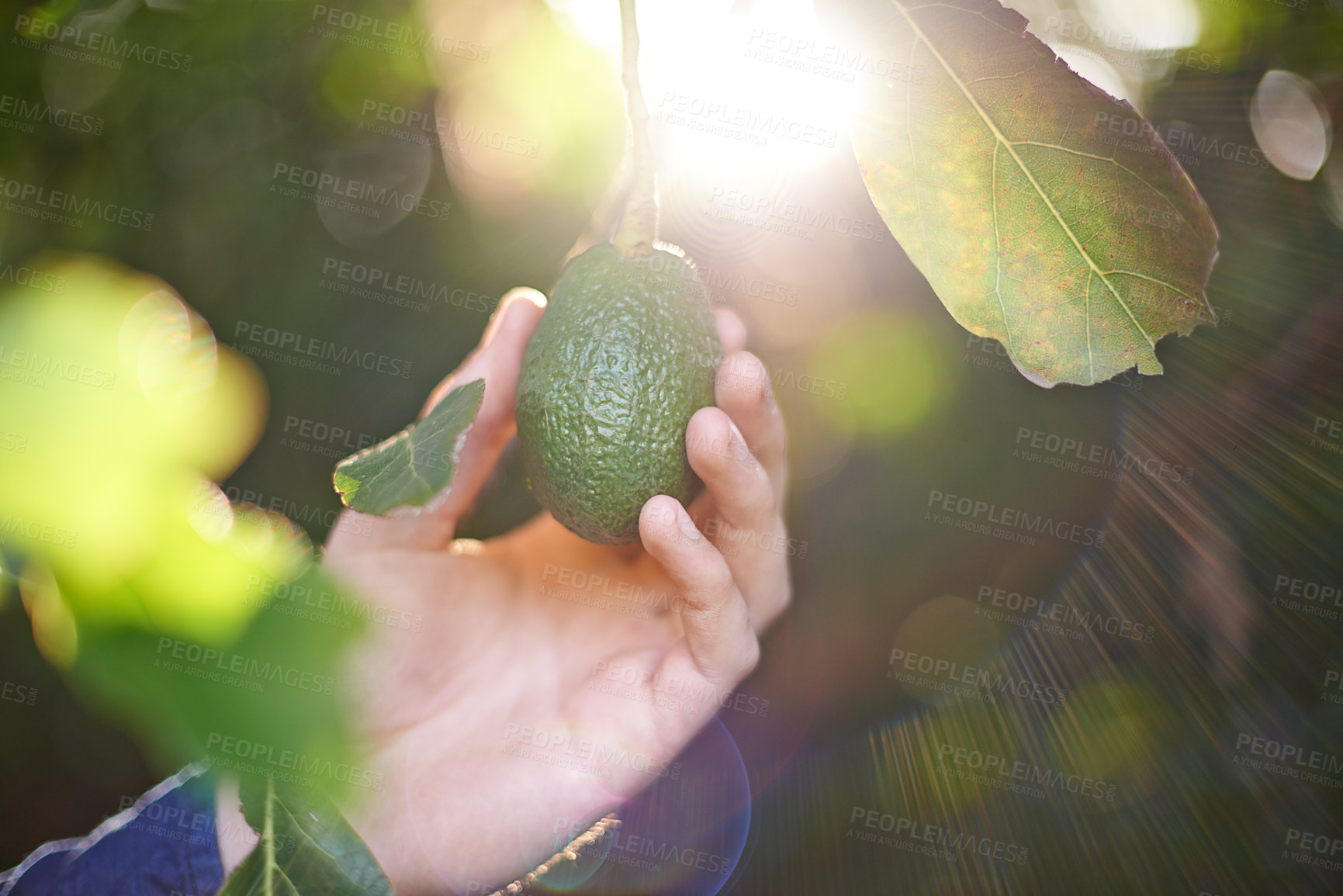 Buy stock photo Nature, sunlight and hand with avocado on tree in orchard for growth, harvest and organic produce. Agriculture, sustainability and person with vegetable for inspection and healthy food on farm