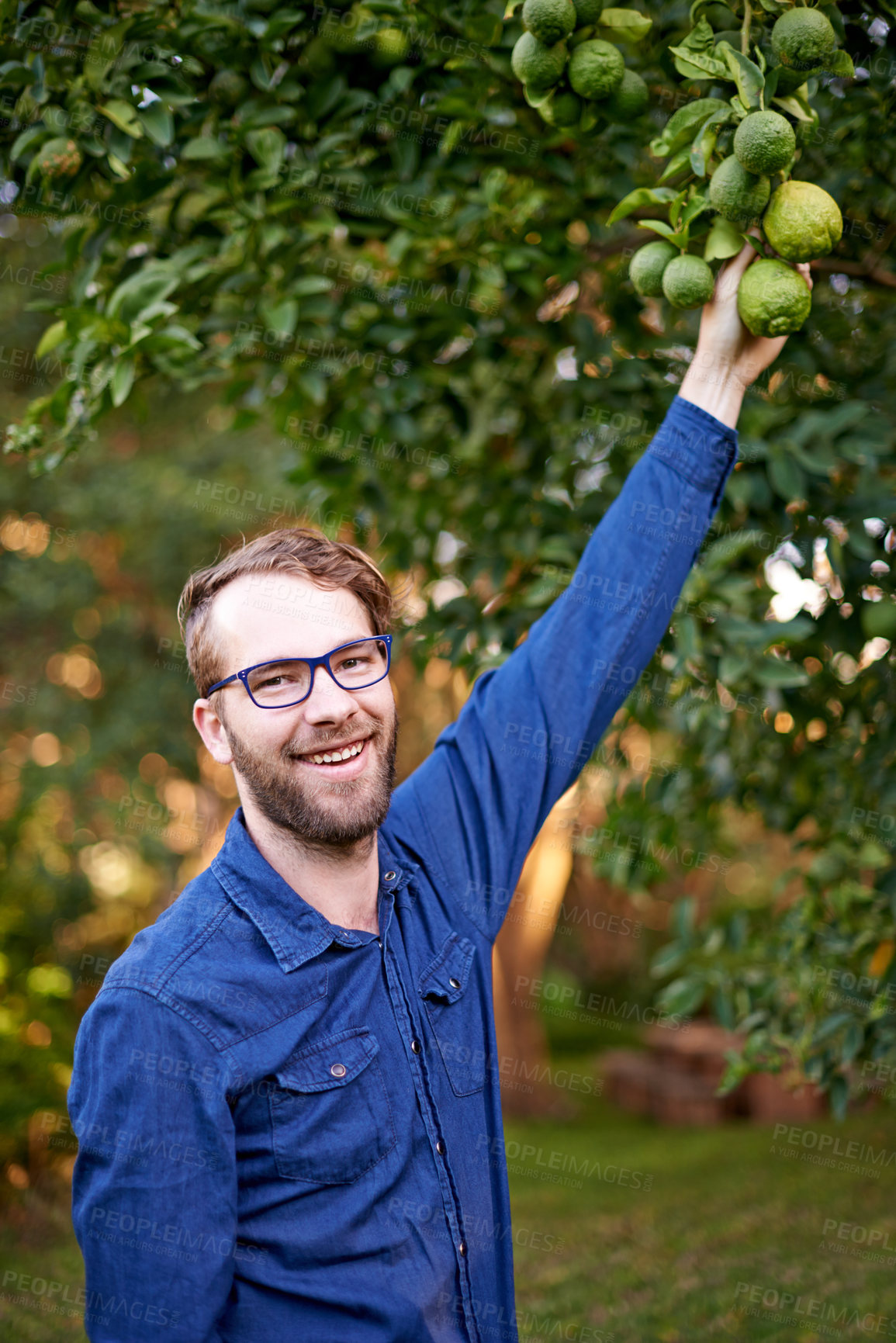 Buy stock photo Picking, portrait and man with lemons in farm for growth, harvesting and organic produce. Agriculture, outdoor garden and person in small business for fruits, sustainability or healthy food on tree