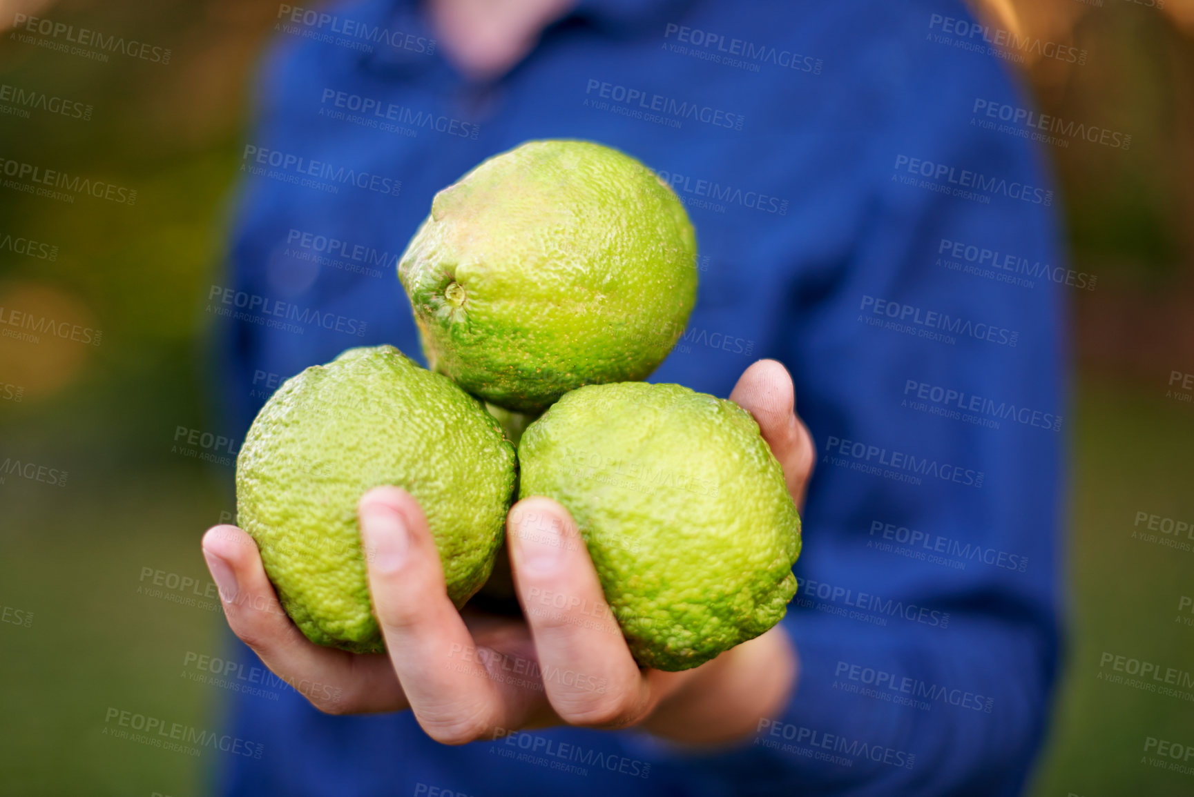 Buy stock photo Nature, outdoor and hands with lemons in farm for growth, harvesting or organic produce. Agriculture, garden and person in small business for fruits inspection, sustainability or healthy food closeup