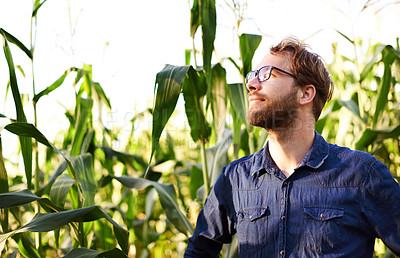 Buy stock photo Corn, thinking and man in field for farming, natural food production and agro management. Nature, growth and farmer with green plants for sustainable agriculture, quality control and eco resources