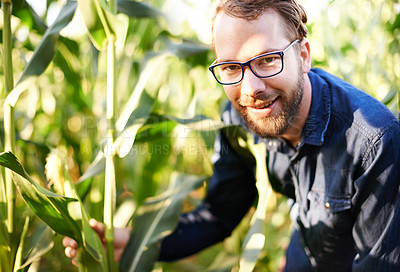 Buy stock photo Corn field, farming and portrait of man with smile, natural food production and agro management. Nature, growth and happy farmer with plants for sustainable agriculture, confidence and eco resources