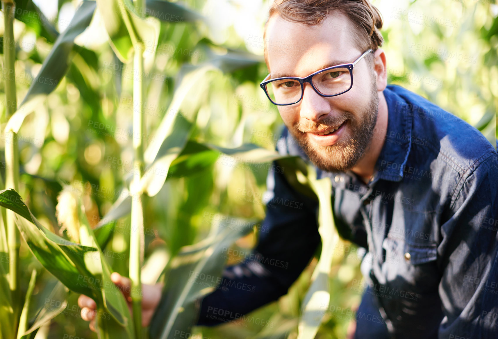 Buy stock photo Corn field, farming and portrait of man with smile, natural food production and agro management. Nature, growth and happy farmer with plants for sustainable agriculture, confidence and eco resources