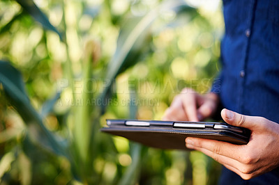 Buy stock photo Farming, hands and man in corn field with tablet for research, growth and agro management. Nature, inspection and farmer on digital app for sustainable agriculture, quality control and permaculture