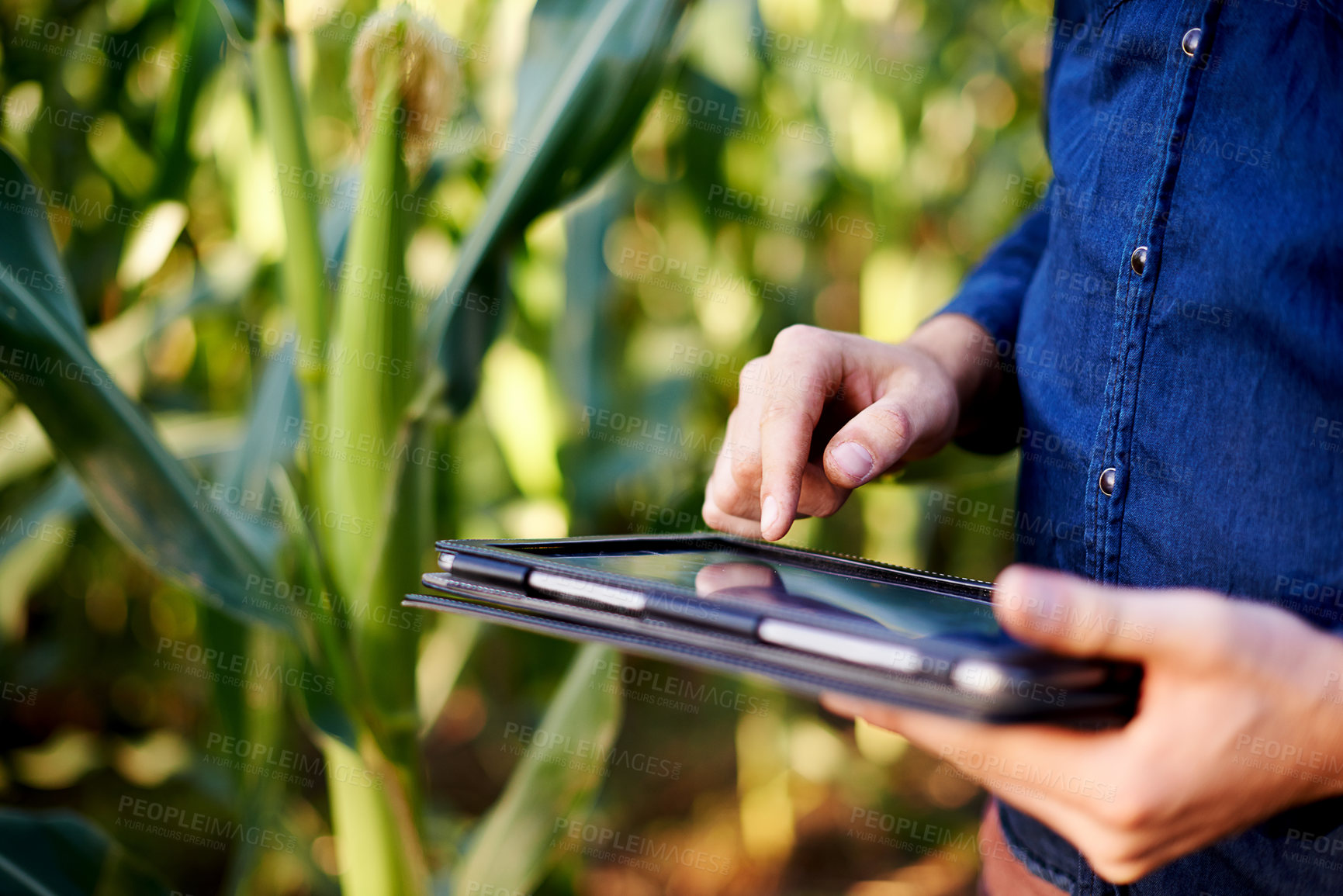 Buy stock photo Smart farm, hands and man field with tablet for eco resources, growth or online management. Agritech, inspection and farmer on digital app for sustainable agriculture, quality control or permaculture