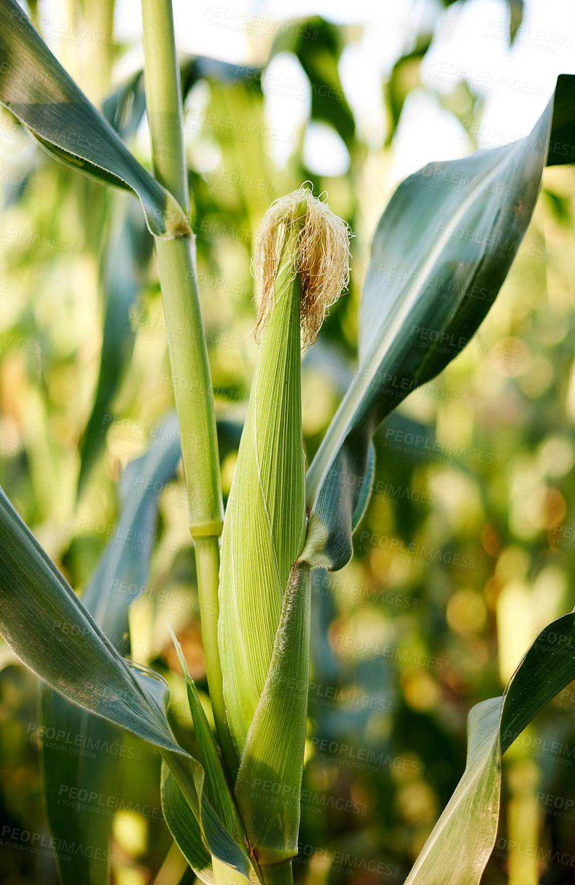 Buy stock photo Agriculture, corn field or crops with natural growth, leaf or eco friendly environment for farming business. Maize, organic or wheat plants growing in harvest on outdoor land in countryside or nature