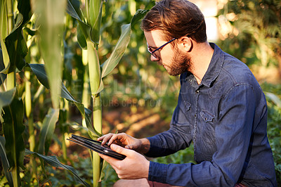 Buy stock photo Smart farm, tablet and man in field checking eco resources, corn growth or agro management. Agritech, inspection and farmer on digital app for sustainable agriculture, quality control or permaculture