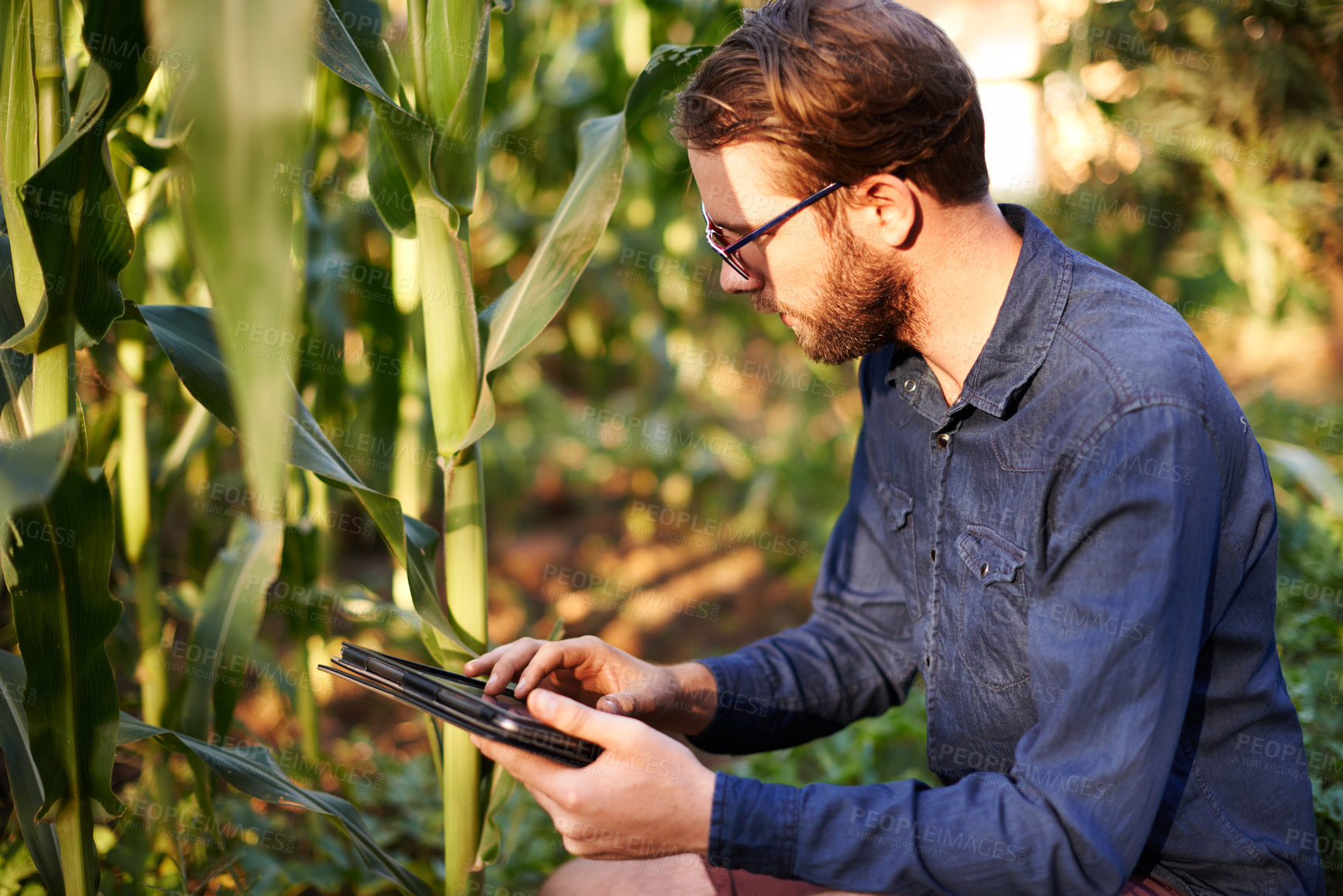 Buy stock photo Smart farm, tablet and man in field checking eco resources, corn growth or agro management. Agritech, inspection and farmer on digital app for sustainable agriculture, quality control or permaculture