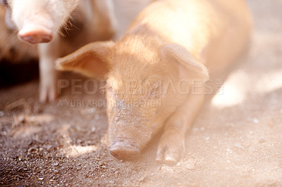 Buy stock photo Pig, tired or sleeping in barn for farming, sustainable business and pork production industry. Ground, relax and animal in sty for agriculture, sunshine and resting in dirt with livestock on ranch
