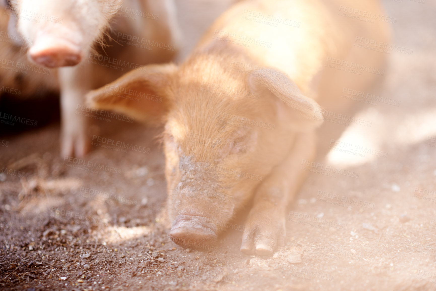 Buy stock photo Pig, tired or sleeping in barn for farming, sustainable business and pork production industry. Ground, relax and animal in sty for agriculture, sunshine and resting in dirt with livestock on ranch