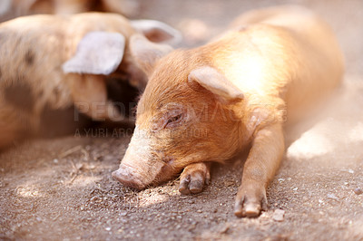 Buy stock photo Pig, tired or sleeping on farm for growth, sustainable business and pork production industry. Ground, relax and animal in sty for agriculture, sunshine and resting in dirt with livestock on ranch