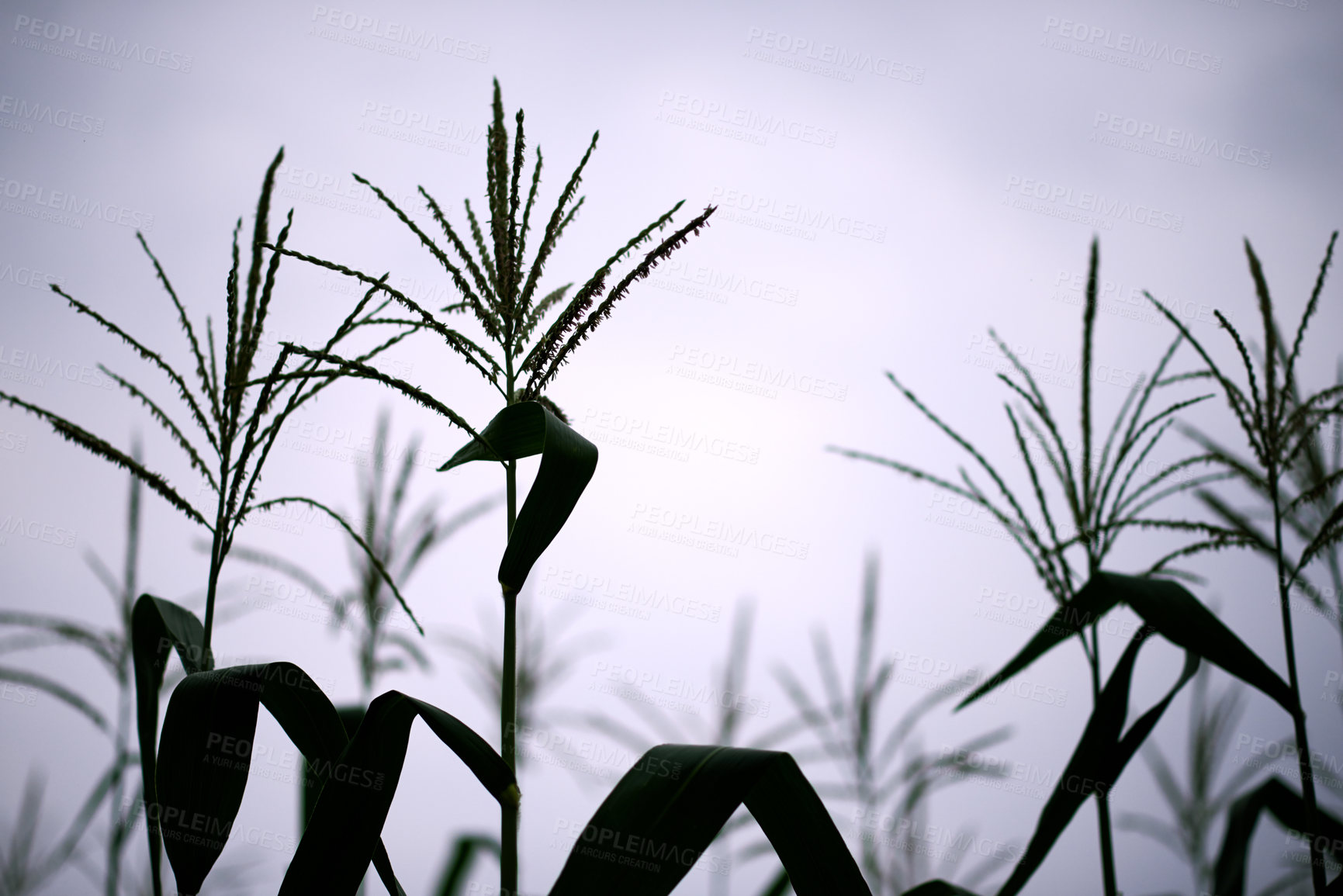 Buy stock photo Corn stalks, silhouette and plants in farm, growth and stem of maize in field, environment or outdoor. Sky, agriculture and sustainability of crops in nature, development or production in countryside
