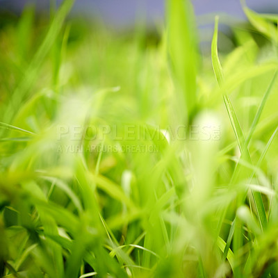 Buy stock photo Environment, grass and growth in nature, closeup and sustainability of woods with plants and countryside. Outdoor, travel and fresh air in location with scenery, destination and peaceful in forest