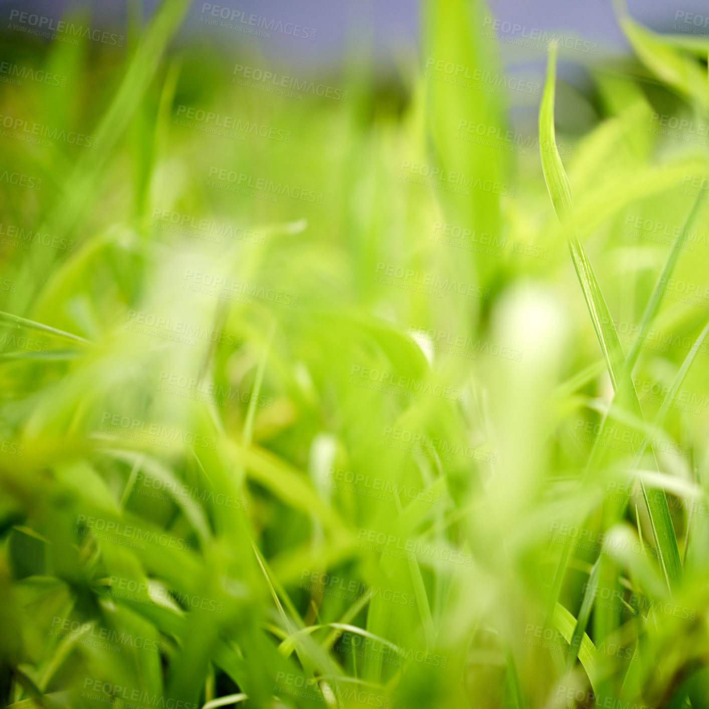 Buy stock photo Environment, grass and growth in nature, closeup and sustainability of woods with plants and countryside. Outdoor, travel and fresh air in location with scenery, destination and peaceful in forest