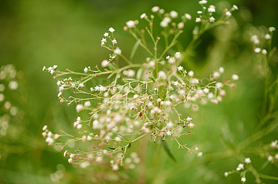 Buy stock photo Environment, sprout and growth in nature, flowers and sustainability of woods with plants and countryside. Outdoor, travel and fresh air in location with scenery, destination and peaceful in forest