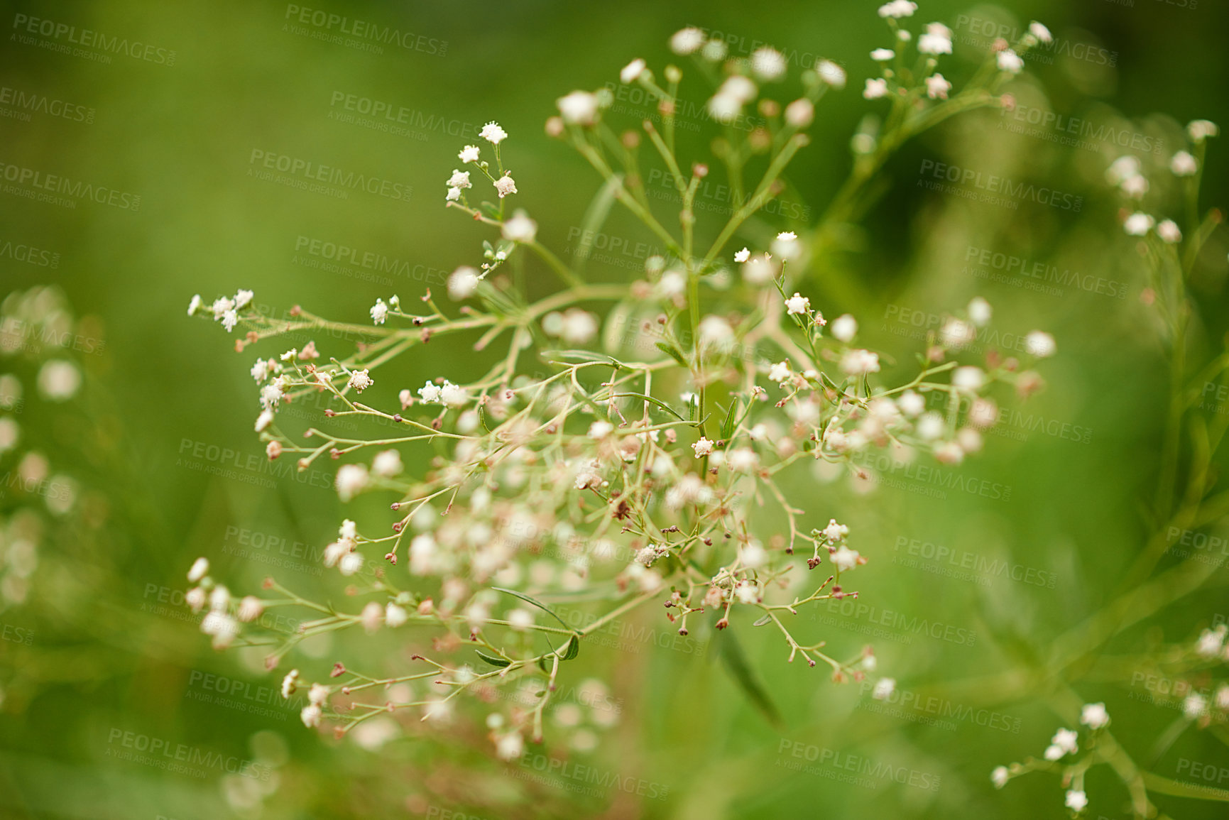 Buy stock photo Environment, sprout and growth in nature, flowers and sustainability of woods with plants and countryside. Outdoor, travel and fresh air in location with scenery, destination and peaceful in forest