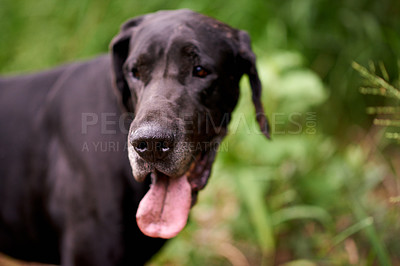 Buy stock photo Nature, face and dog in grass for adventure, playing and healthy outdoor animal on farm. Countryside, search or Great Dane with tongue for pet care, wellness or explore plantation for sustainability