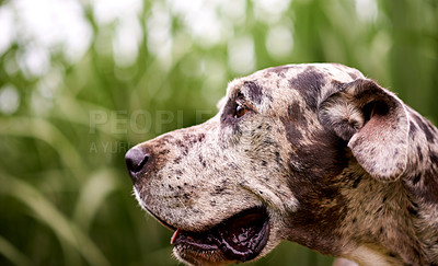 Buy stock photo Nature, thinking or dog in grass for adventure, playing or healthy outdoor animal on farm. Countryside, search or Great Dane with tongue for pet care, growth or explore plantation for sustainability