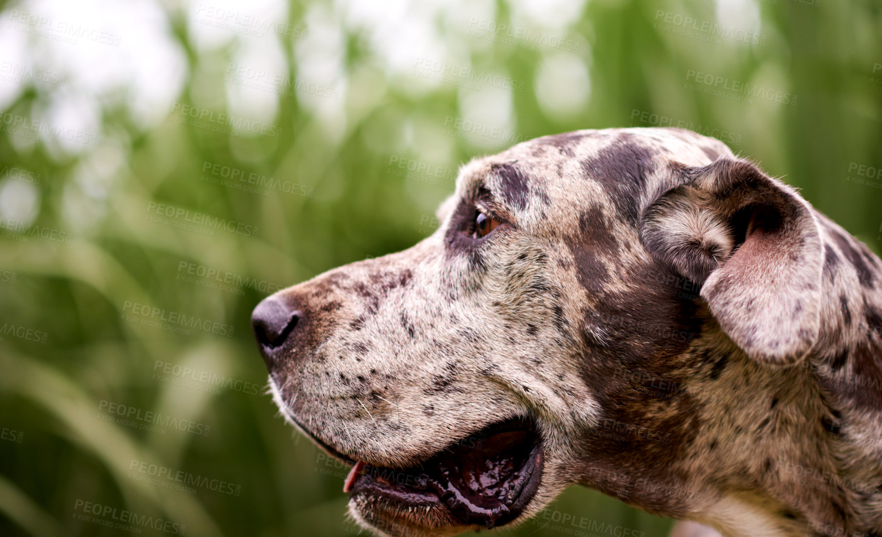 Buy stock photo Nature, thinking or dog in grass for adventure, playing or healthy outdoor animal on farm. Countryside, search or Great Dane with tongue for pet care, growth or explore plantation for sustainability