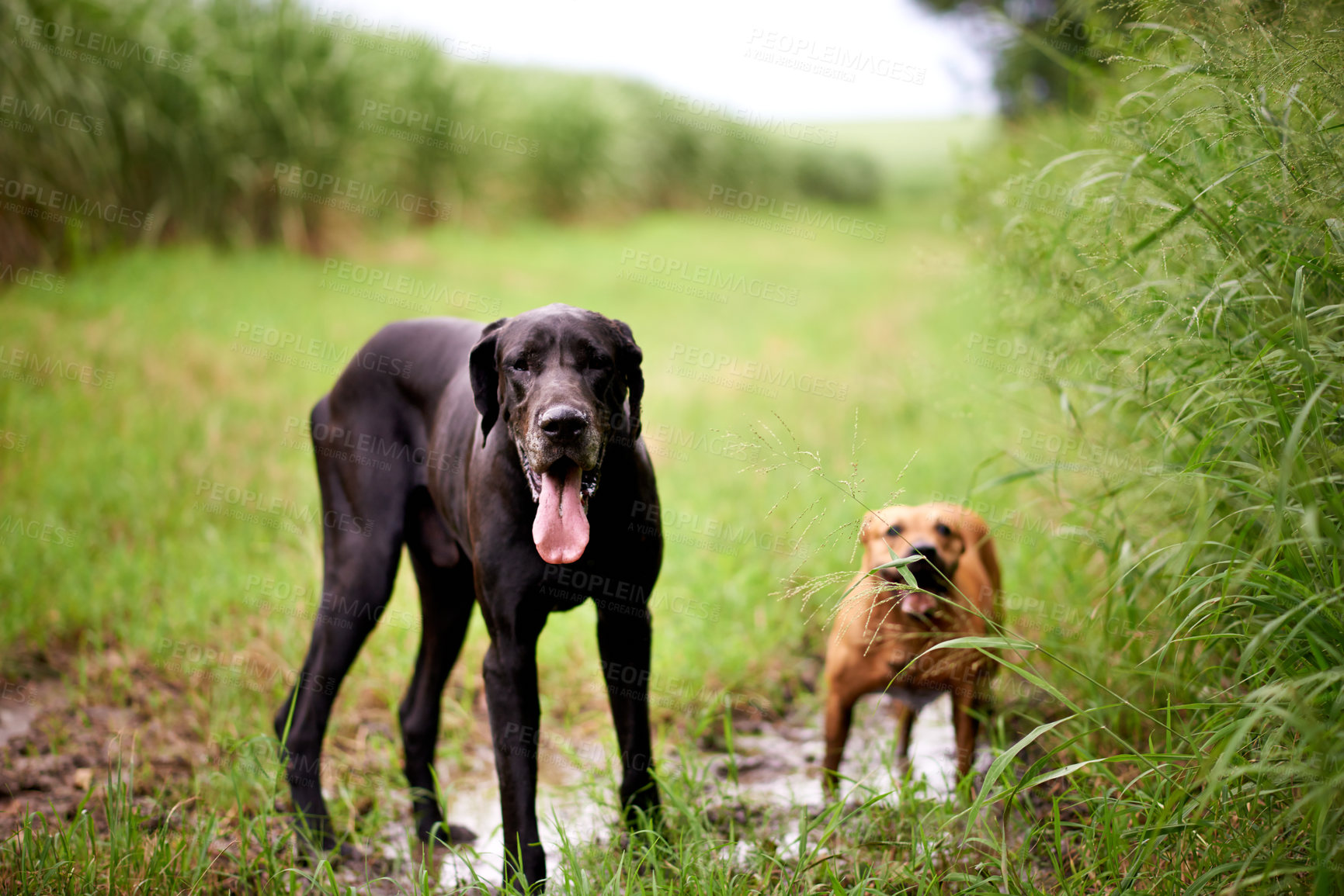 Buy stock photo Dogs, relax and playful in nature for adventure, explore and property protection on farm. Outdoor animals, panting and plantation in countryside with pet care, sustainability or best friends on grass