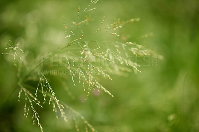 Buy stock photo Countryside, sprout and growth in nature, closeup and sustainability of woods with plants and leaves. Outdoor, travel and fresh air in location with scenery, destination and peaceful in forest