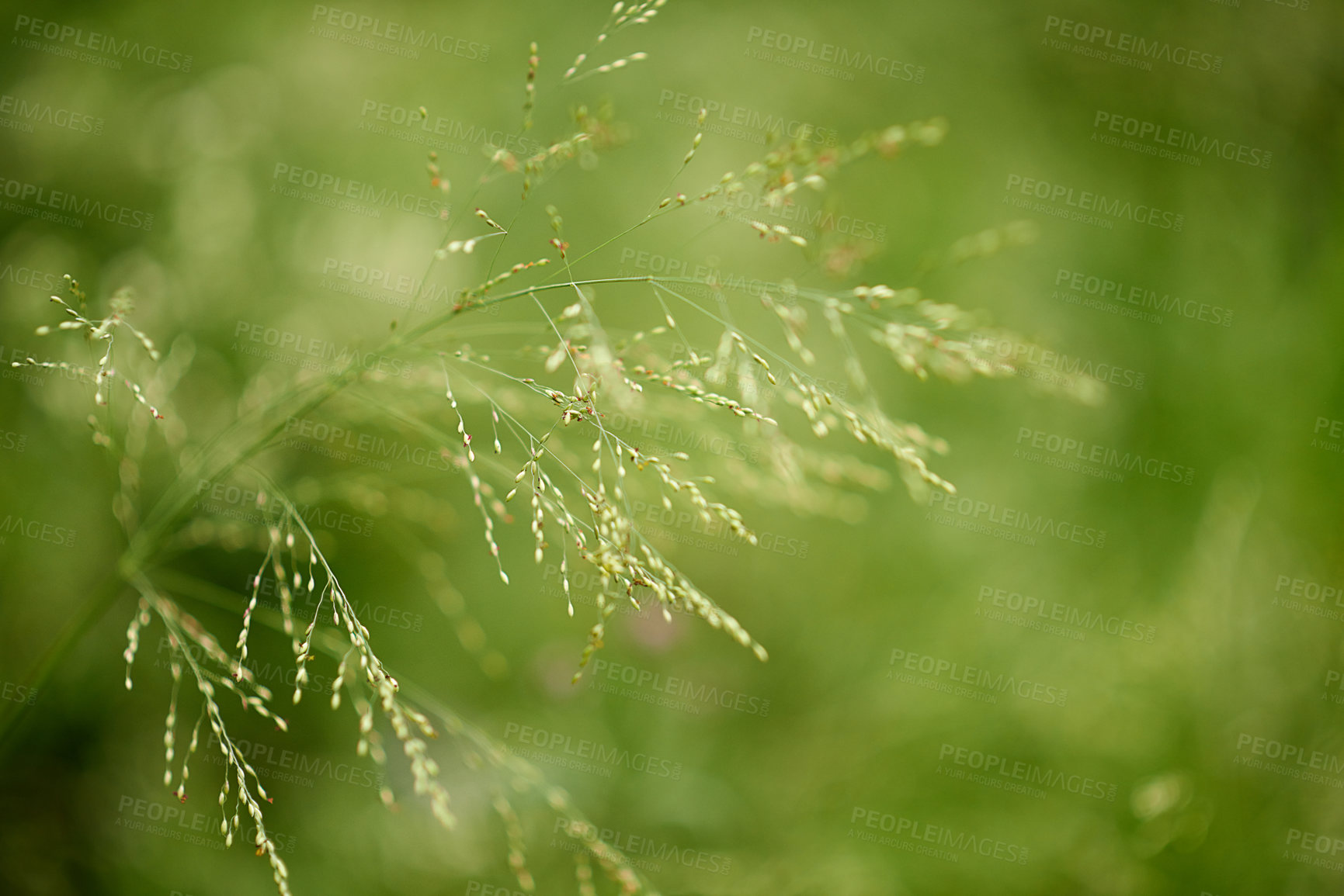Buy stock photo Countryside, sprout and growth in nature, closeup and sustainability of woods with plants and leaves. Outdoor, travel and fresh air in location with scenery, destination and peaceful in forest