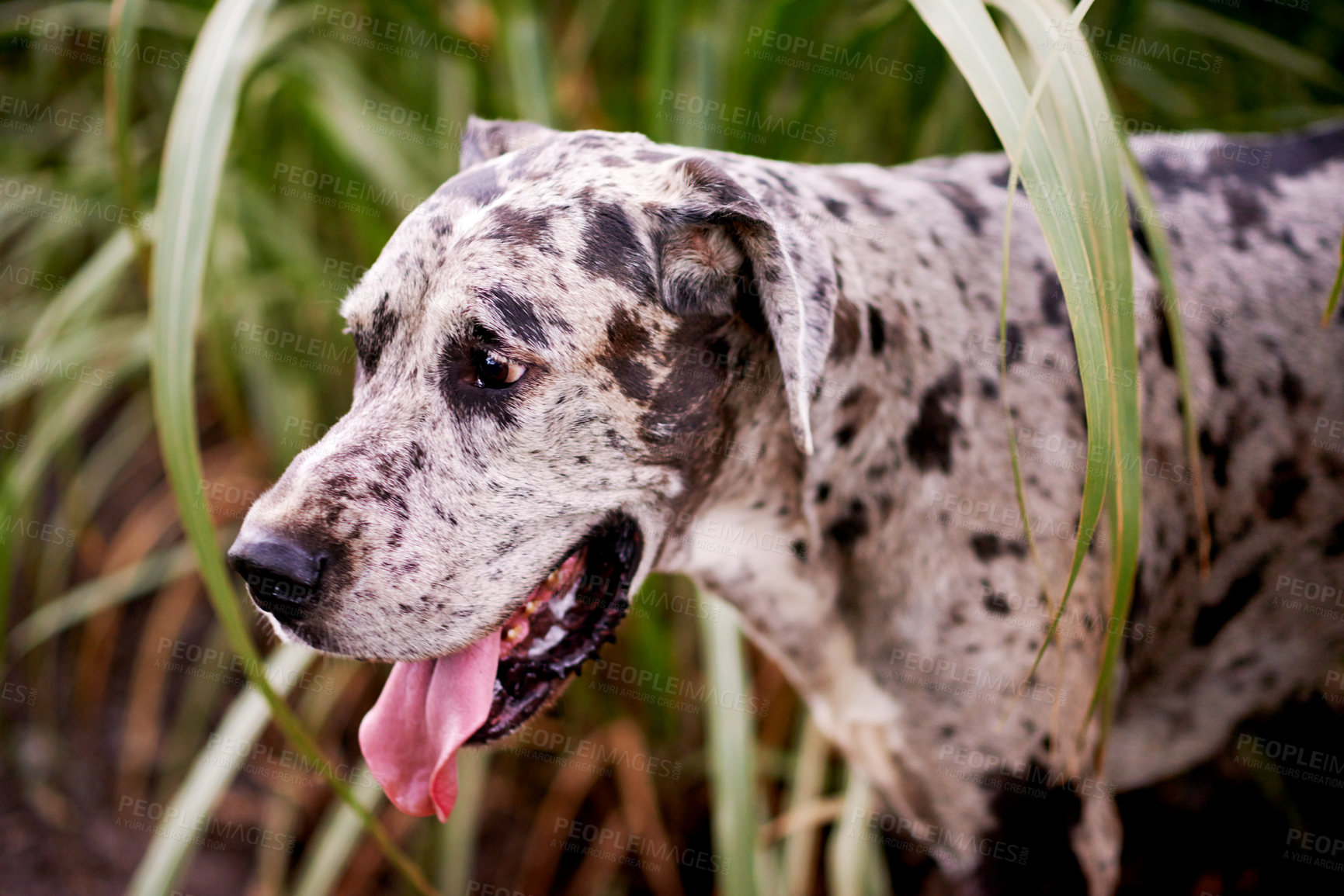 Buy stock photo Nature, face and dog in grass for wellness, playing and healthy outdoor animal on farm. Countryside, search or Great Dane with tongue for pet care, adventure or explore plantation for sustainability