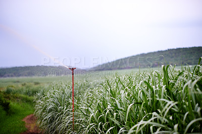 Buy stock photo Sprinkler, countryside and tree in nature, farm and peace for tourism of environment, outdoor and travel. Landscape, sustainability and water for growth of plants, hydration and process for crops
