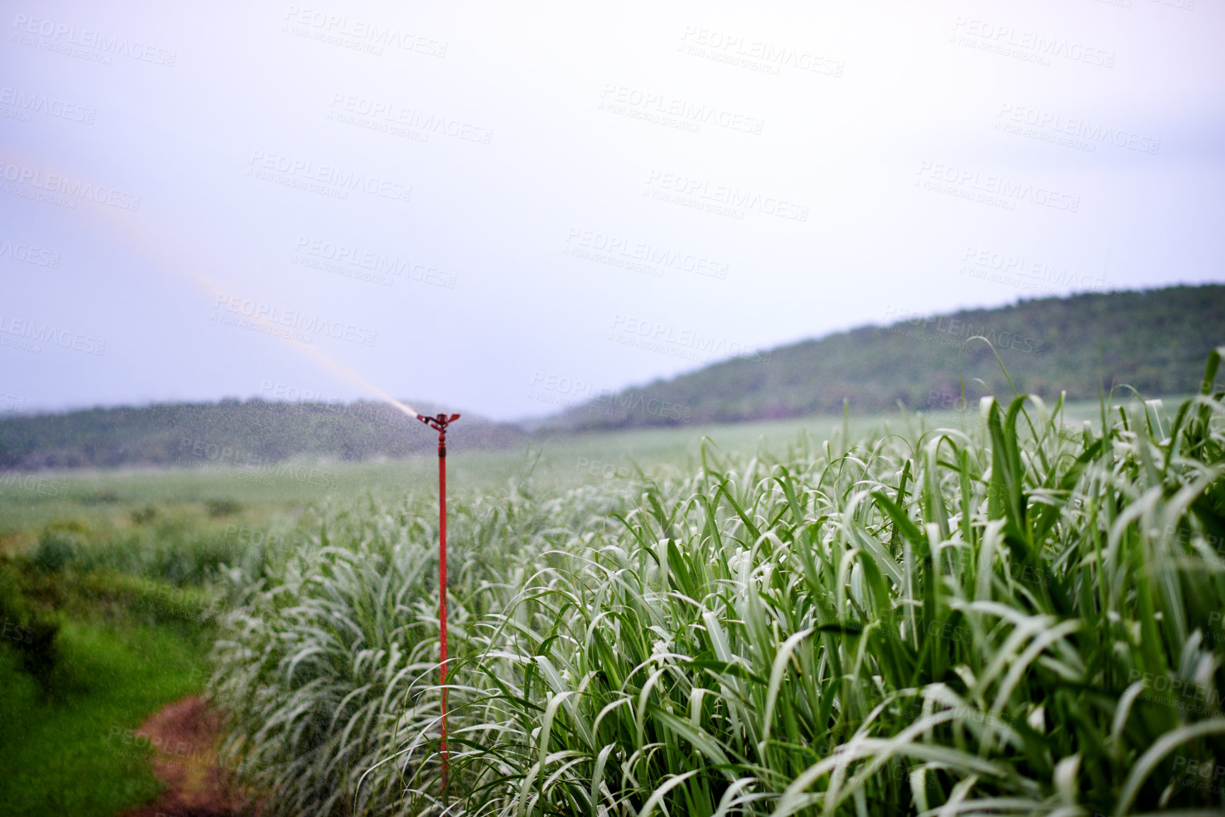 Buy stock photo Sprinkler, countryside and tree in nature, farm and peace for tourism of environment, outdoor and travel. Landscape, sustainability and water for growth of plants, hydration and process for crops