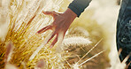 Wheat, field and hand of person in nature for environment, travel adventure and freedom. Growth, wellness and sustainability with woman and plants in countryside meadow for vacation, park and calm