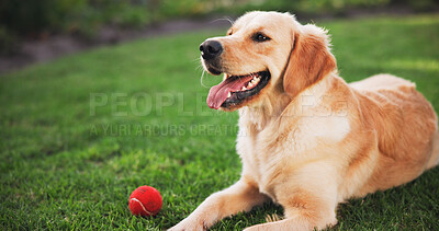 Buy stock photo Happy dog, relax and grass field with ball for playful pet, companion or golden retriever on lawn in backyard. Animal, labrador or breed with smile for fun game of catch or fetch in nature or park