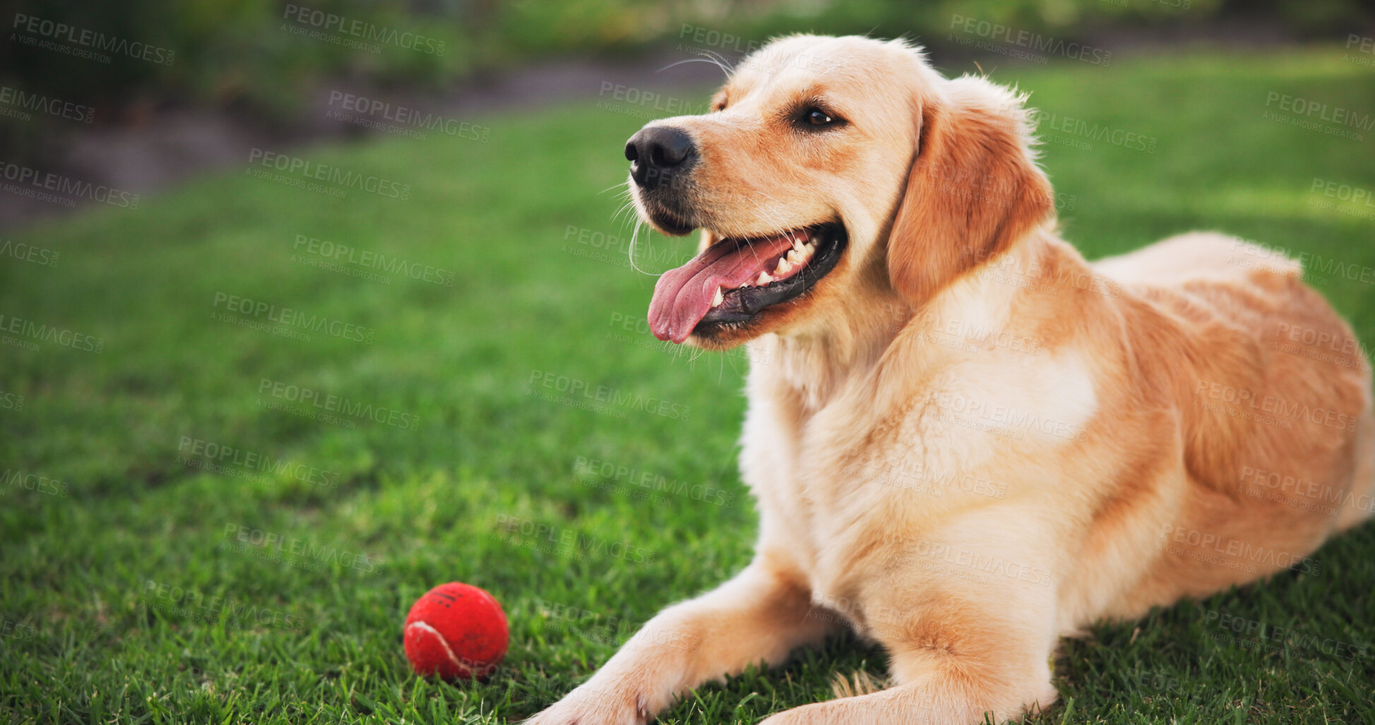 Buy stock photo Happy dog, relax and grass field with ball for playful pet, companion or golden retriever on lawn in backyard. Animal, labrador or breed with smile for fun game of catch or fetch in nature or park