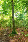 Tree, landscape and leaves with growth, forest and field with hardwood, low angle and canopy in summer. Woods, green and sunshine in nature, countryside and sustainability for environment in Denmark