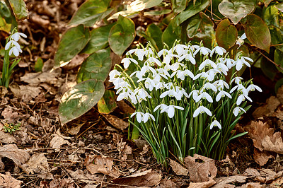 Buy stock photo Botany, ecology and growth with flowers in garden for horticulture or spring landscaping. Background, nature and plants with galanthus nivalis growing outdoor in backyard for botanical vegetation